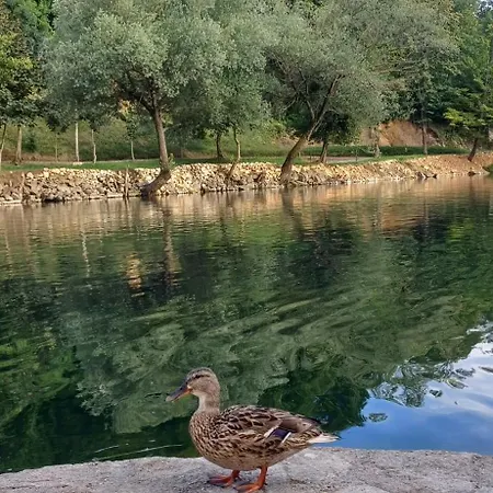 Bosana